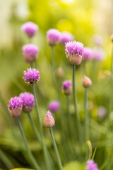 Fototapeta premium small purple flowers in the garden on a background of broken green grass. background flowers. summer flowers are blooming.