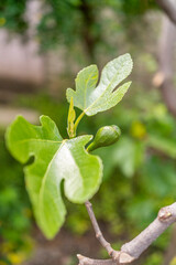 figs on a tree in the garden.