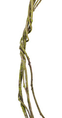 Several tangled stems of a climbing plant overgrown with moss. On a transparent background.