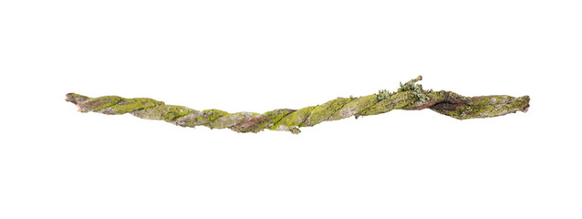 A fragment of two tightly intertwined stems of a climbing plant. The stems are covered with moss.