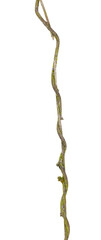 Two tangled thin stems of a climbing plant overgrown with moss. On a transparent background.
