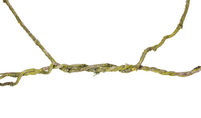 Tangled thin stems of a climbing plant overgrown with moss and lichen. On a transparent background.