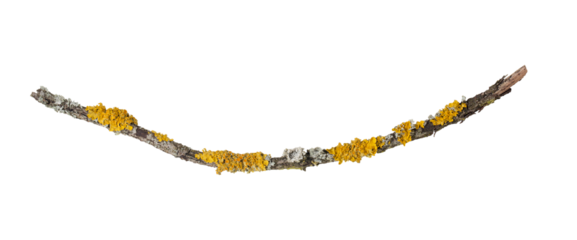 Fragment of a thin slightly bent branch overgrown with yellow and green lichens. On a transparent background.