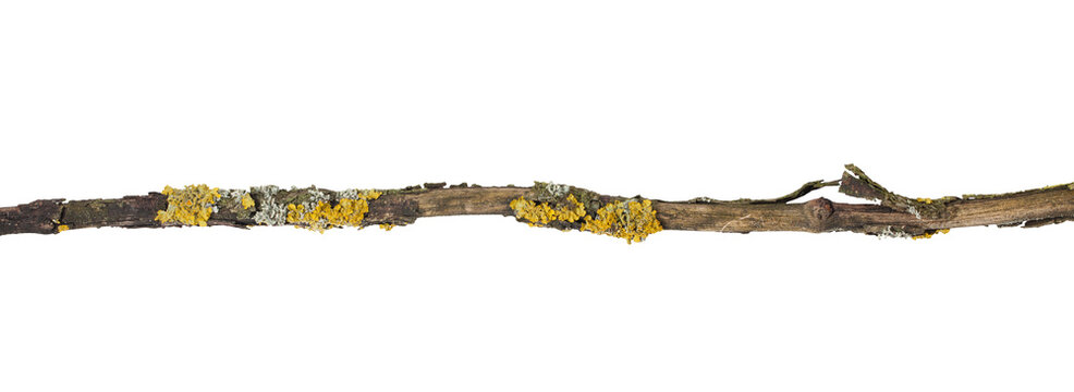 Dry cracked branch overgrown with yellow and gray lichens. On a transparent background.