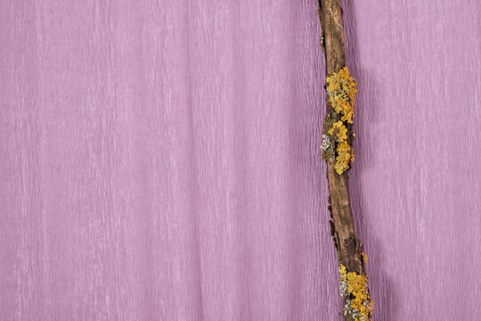 Dry thin branch covered with yellow and gray lichens on a faded pink background.