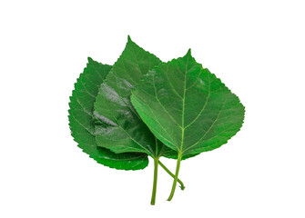 Green mulberry leaf isolated on transparent background. Natural leaf background.