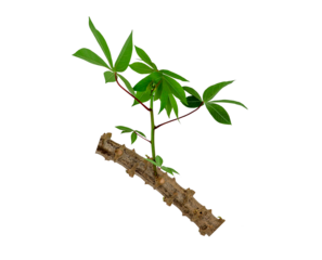 Cassava plant isolated on transparent background with selective focus