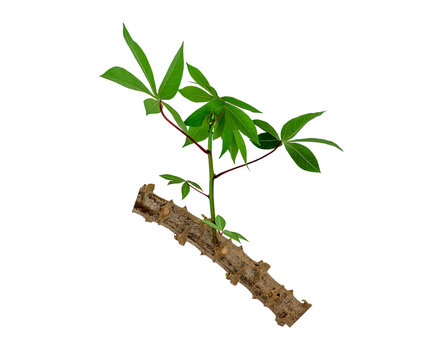 Cassava plant isolated on transparent background with selective focus