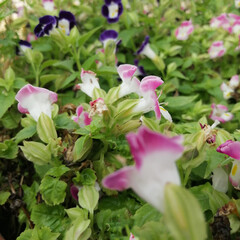 Obraz premium Pink and purple color of Torenia fournieri or wishbone flower in the garden.