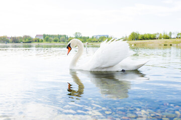 Graceful swan swims in a peaceful lake at park on spring day, its white feathers and blue reflections sparkling in the spring sunshine, creating a romantic reflection.