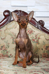 A brown toy terrier dog sits on a sofa and looks at the camera. Dog close-up.