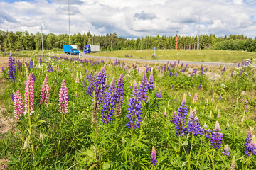 Fototapety na wymiar - Fototapeta24.pl