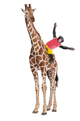 girafe, chimpanzé sur la girafe, animal, mammifère, cou, sauvage, faune, haute, jardin zoologique, safari, brun, allongé, nature, debout, marchant, fond blanc, tête