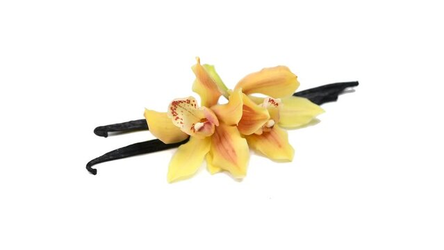 Vanilla flower and pods close up. Vanilla beans isolated on white background, macro shot. Aromatic condiments rotating over white, exotic spice