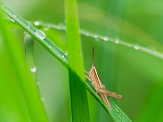 バッタの幼虫と雨の雫