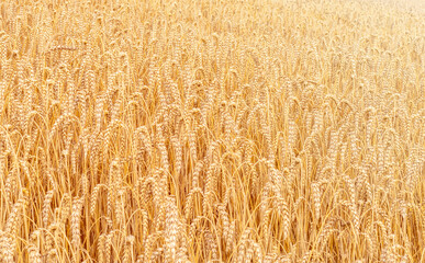 golden wheat field in summer