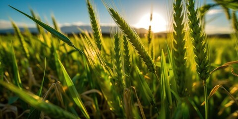 Naklejka premium Lush green wheat field, brimming with vitality under a vibrant blue sky. Generative AI