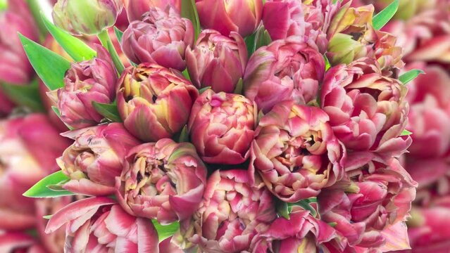 Beautiful red tulips flowers background. Beautiful bouquet of Red tulips on a white background. Timelapse of red tulip flowers opening. Springtime. Mother's day, Holiday, Love, birthday, Easter