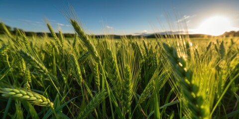 Lush green wheat field, brimming with vitality under a vibrant blue sky. Generative AI