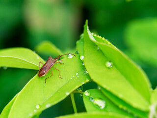 雨に濡れるカメムシ