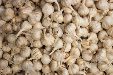 there are many red garlic