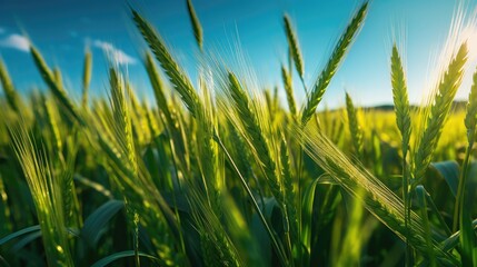 Lush green wheat field, brimming with vitality under a vibrant blue sky. Generative AI