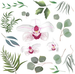 Vector grass and flower set. Eucalyptus, different plants and leaves, white pink orchid 