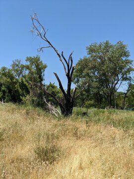 A tree hit by Lightening Sacramento CA