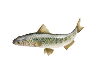 Obraz premium poisson, frais, fruits de mer, aliment, animal, isolé, brut, pêche, mer, ailette, sain, argent, attraper, eau douce, queue, fond blanc, mouvement