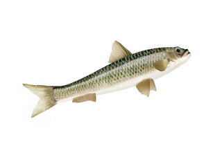 poisson, frais, fruits de mer, aliment, animal, isolé, brut, pêche, mer, ailette, sain, argent, attraper, eau douce, queue, fond blanc, mouvement