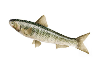 poisson, frais, fruits de mer, aliment, animal, isolé, brut, pêche, mer, ailette, sain, argent, attraper, eau douce, queue, fond blanc, mouvement