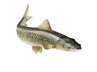 Naklejka premium poisson, frais, fruits de mer, aliment, animal, isolé, brut, pêche, mer, ailette, sain, argent, attraper, eau douce, queue, fond blanc, mouvement