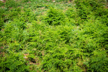 Beautiful view of wild fern leaves in the forest area around Yercaud, Salem, India