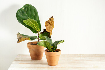 Withered leaves of Fiddle Figs or Ficus Lyrata. Improper care, neglected ornamental plants, copy space
