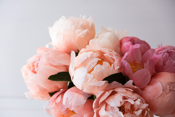 Close up of fresh coral peony flowers in full bloom against white background. Floral still life with blooming peonies.