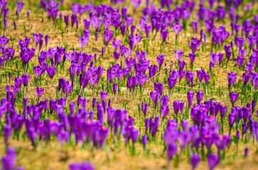 Naklejka premium Background concept with beautiful purple mountain flowers. Purple crocuses in a clearing in the Chocholowska Valley in the Western Tatras, Poland. Photo with a shallow depth of field.