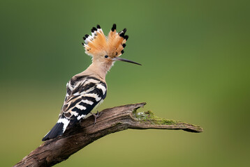 Eurasian hoopoe bird close up ( Upupa epops )