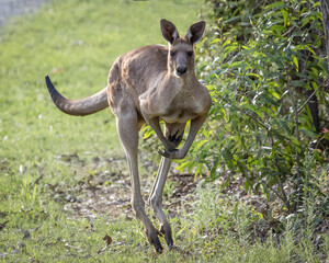 Male kangaroo of the Eastern Grey variety, hopping through the bush