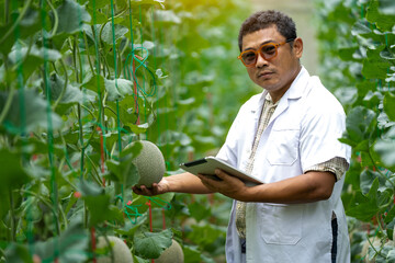 Naklejka na ściany i meble Melon farmer, academician using modern technology tablet to check quality and assist in agriculture, in cantaloupe farm