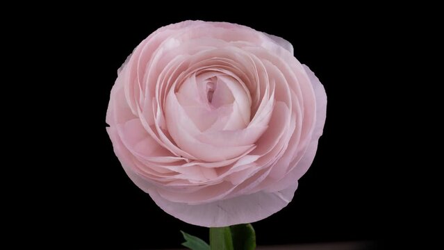 Beautiful pink ranunculus flower opening on black background, close up, timelapse, 4k. Wedding backdrop, Valentine's Day concept. Mother's day, Holiday, Love, birthday