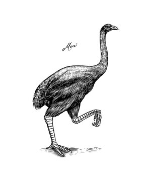 Moa flightless bird. Extinct species. Hand drawn vector engraved sketch. Graphic vintage style. 