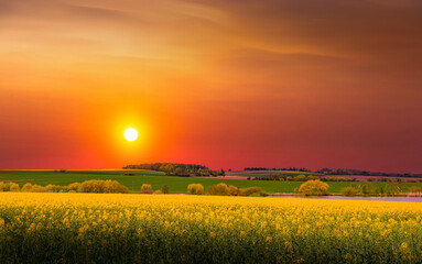 Rural area with rapeseed fields and forests at sunset