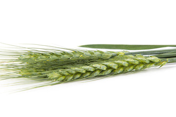 green wheat ears isolated on white background.