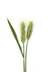 green wheat ears isolated on white background.