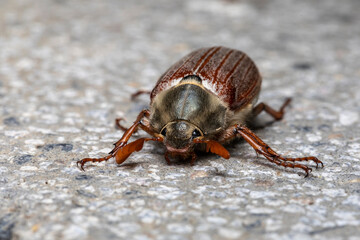 Maikäfer Portrait makro von vorne