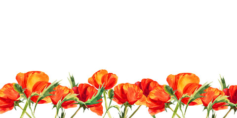 Fototapeta na wymiar watercolor horizontal frame with poppies, hand drawn red field flowers, summer illustration of scarlet flowers isolated on white background
