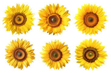 set of isolated different sunflower flowers. Created with Generative AI