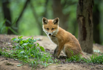 Cute young red fox in the forest ( Vulpes vulpes )