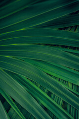Fototapeta na wymiar abstract green palm leaf texture, nature background, tropical leaf