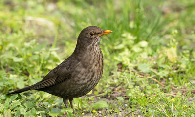Blackbird (Turdus merula_ - female 